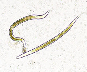 Exhibitline sc, nematodes