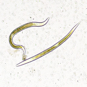 Exhibitline sc, nematodes