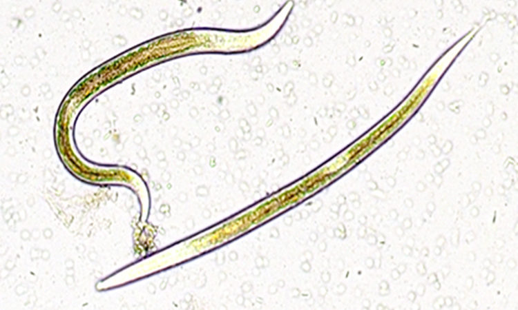 Exhibitline sc, nematodes