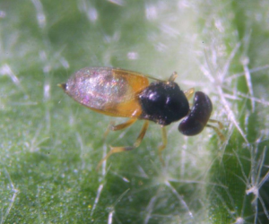 Apheline, aphelinus abdominalis