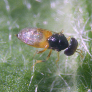 Apheline, aphelinus abdominalis