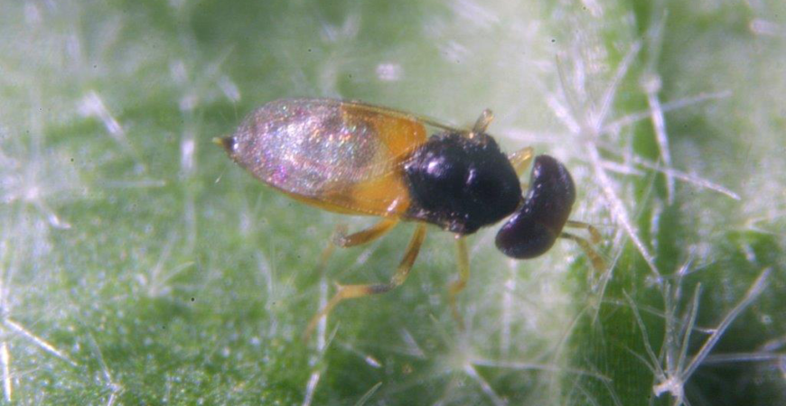 Apheline, aphelinus abdominalis