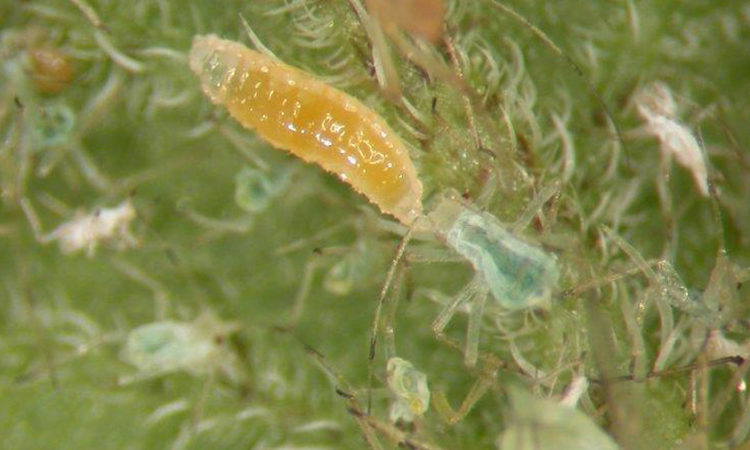 aphidoline, aphidoletes aphidimyza