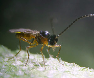 aphiline, aphidius colemani, parasitic wasp