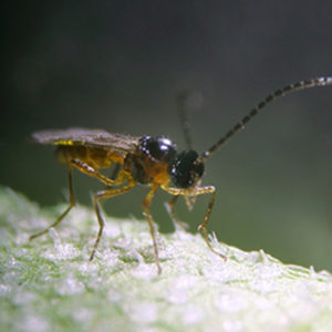 aphiline, aphidius colemani, parasitic wasp