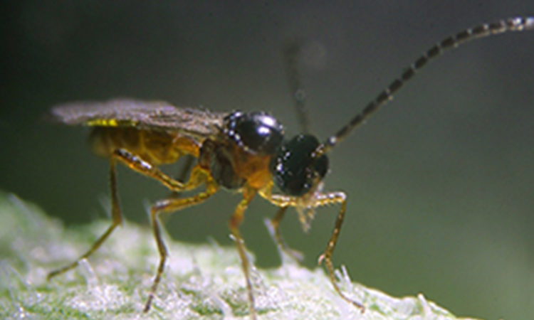 aphiline, aphidius colemani, parasitic wasp