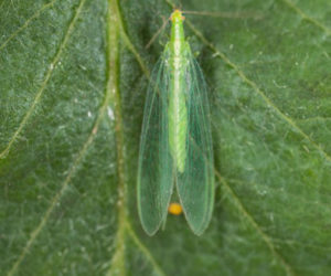 Chrysoline, chrysoperla rufilabris