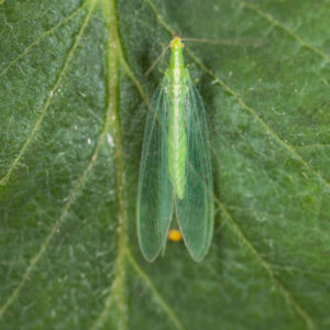 Chrysoline, chrysoperla rufilabris