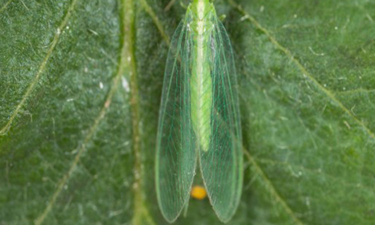 Chrysoline, chrysoperla rufilabris