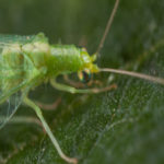 Chrysoline, chrysoperla carnea