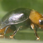 Chryptoline, cryptolaemus montrouzieri