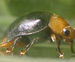 Chryptoline, cryptolaemus montrouzieri