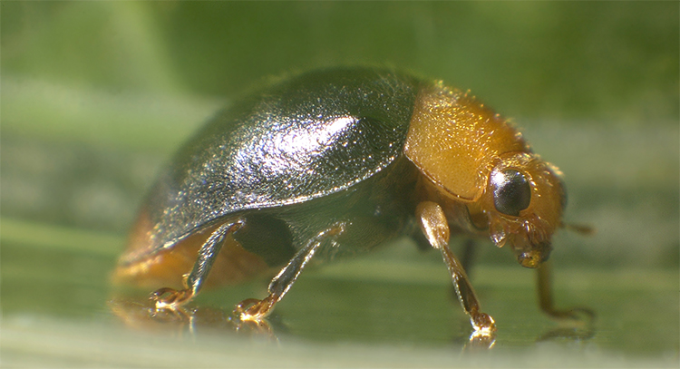 Chryptoline, cryptolaemus montrouzieri