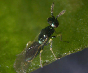 Digline_ Diglyphus isaea