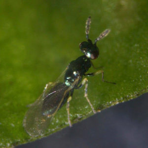 Digline_ Diglyphus isaea