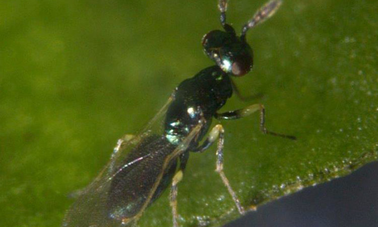 Digline_ Diglyphus isaea