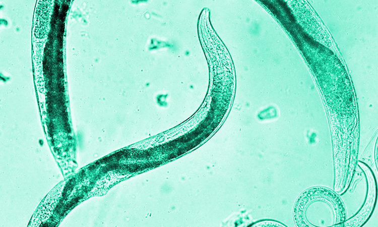 Exhibitline sf, nematodes