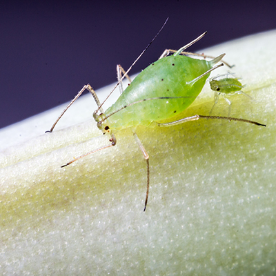 Aphid