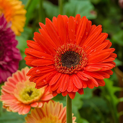 Gerbera Flower, Cut Flower