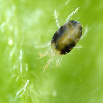 Two spotted spider mite, spider mite, red spider