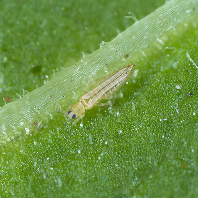 Thrips, western flower thrips