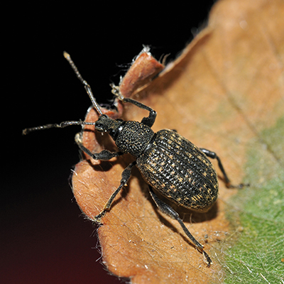 Vine Weevil