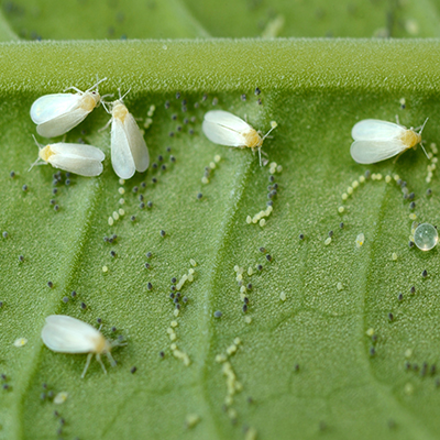 whitefly