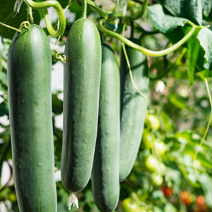 Biocontrol products cucumber crop