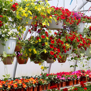 Biocontrol and Integrated Crop Management products for your hanging baskets, ornamentals