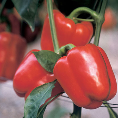Biocontrol and Integrated Crop Management products for your pepper crop