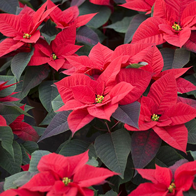 Biocontrol and Integrated Crop Management products for your poinsettia plant, poinsettia flower