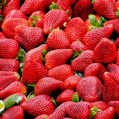 strawberries crop