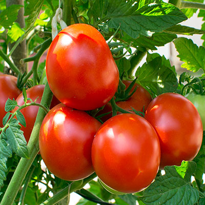 Biocontrol products for your tomato crop